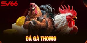 Link xem đá gà Thomo hôm nay, tốc độ cao, không quảng cáo