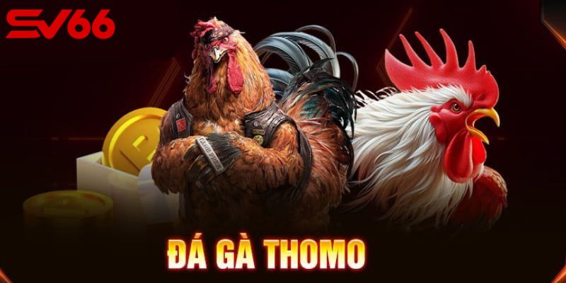 Link xem đá gà Thomo hôm nay, tốc độ cao, không quảng cáo