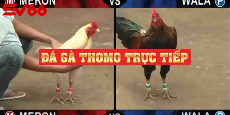 Live trực tiếp những trận đấu hấp dẫn