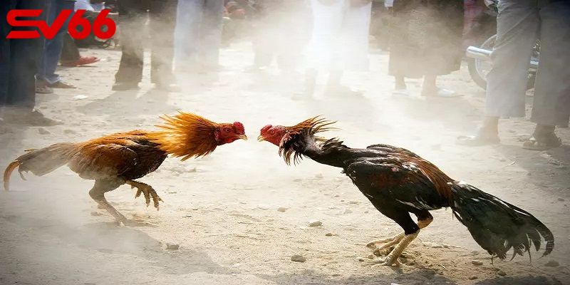  Sân chơi luôn sẵn sàng chào đón các dân chơi